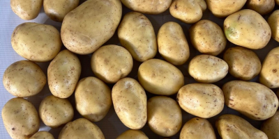 El productor ofrece patatas Soraya de alta calidad (otras