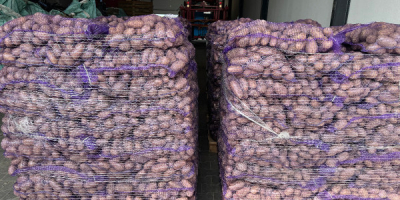 Vendo papas de las variedades Queen Anna, Denar y