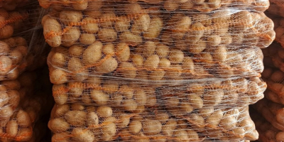 Vendo papas de las variedades Queen Anna, Denar y