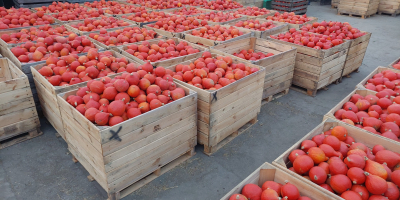 Tengo aproximadamente 100 toneladas de calabazas Hokkaido a la