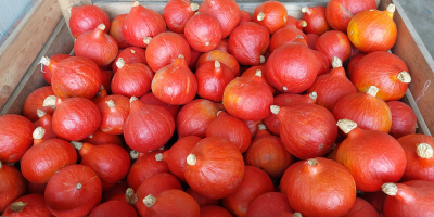 Tengo aproximadamente 100 toneladas de calabazas Hokkaido a la