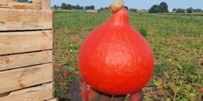 Tengo aproximadamente 100 toneladas de calabazas Hokkaido a la