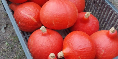 Tengo aproximadamente 100 toneladas de calabazas Hokkaido a la