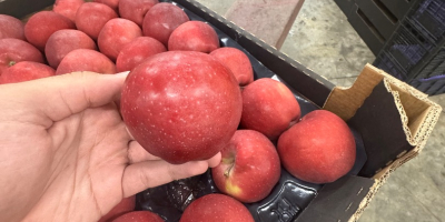 Red Delicious calibre 70+, envase de cartón para toda