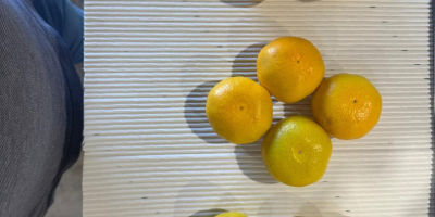 Mandarinas croatas Dolina Neretve