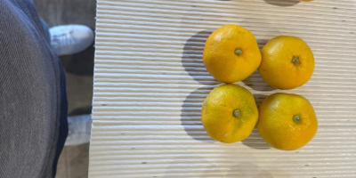 Mandarinas croatas Dolina Neretve