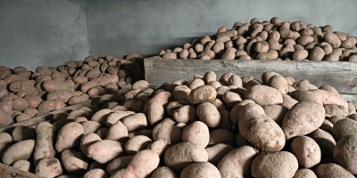 Vendo patatas Red Lady clasificadas del 50+, patatas bonitas