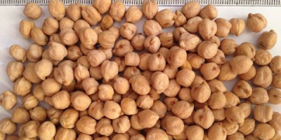 Garbanzo, producido en Hungría. Convencional. Directamente del agricultor.