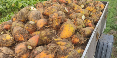 Vendo remolacha forrajera, variedad Solidar bis. Ideal para ganado,