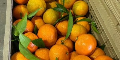 DMD Fruit Srl es una empresa familiar con sede