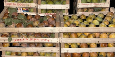 Producción de caquis dulces y blandos orgánicos