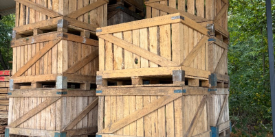 Ofrezco una gran cantidad de repollo. Variedad: Green Lunar