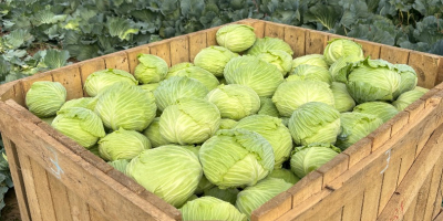 Ofrezco una gran cantidad de repollo. Variedad: Green Lunar