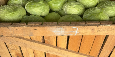 Ofrezco una gran cantidad de repollo. Variedad: Green Lunar