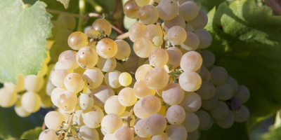 Vendo uvas Fiano di Avellino.