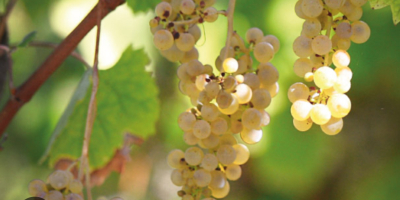 Vendo uvas Fiano di Avellino.