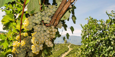 Vendo uvas Fiano di Avellino.