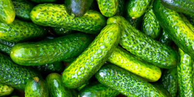 Necesitamos pepinillos (3-6cm) 20 toneladas o más, para exportar