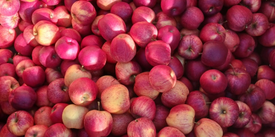 Vendo 9 toneladas de manzanas Gala rayadas, desde 6,50