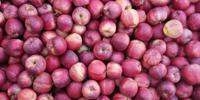Vendo 9 toneladas de manzanas Gala rayadas, desde 6,50