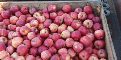 Vendo 9 toneladas de manzanas Gala rayadas, desde 6,50