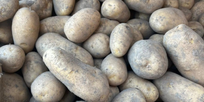 Hola, vendo papas FITO. Ofrezco variedades como Queen Anne,