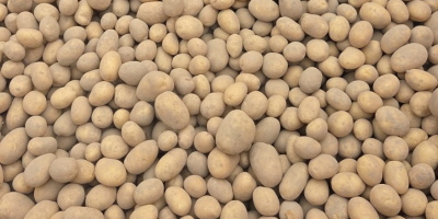 Hola, vendo papas FITO. Ofrezco variedades como Queen Anne,
