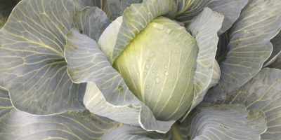 Soy un productor de verduras polaco, por favor contácteme,