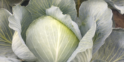 Soy un productor de verduras polaco, por favor contácteme,