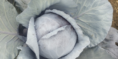Soy un productor de verduras polaco, por favor contácteme,