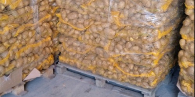 Papas amarillas a la venta en lotes pequeños y