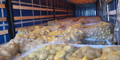 Papas amarillas a la venta en lotes pequeños y