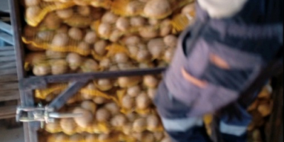 Papas amarillas a la venta en lotes pequeños y