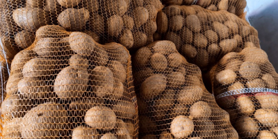Venta al por mayor de patatas de alta calidad