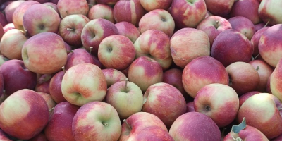 Vendo una manzana Jonaprince limpia y bonita, sin granizo,