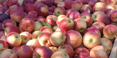 Vendo una manzana Jonaprince limpia y bonita, sin granizo,