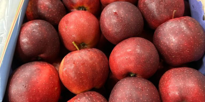 Somos proveedores de confianza de frutas y verduras frescas