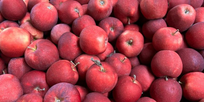 Somos proveedores de confianza de frutas y verduras frescas