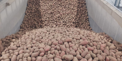 Ofrecemos papas rojas y amarillas al por mayor. Empacadas
