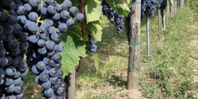 Vendo uvas Aglianico di Montemarano, procedentes de viñedos familiares