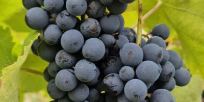 Vendo uvas Aglianico di Montemarano, procedentes de viñedos familiares