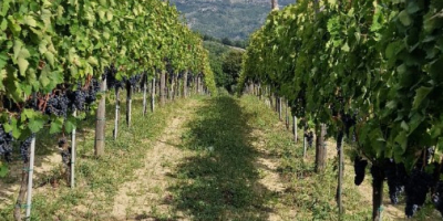 Vendo uvas Aglianico di Montemarano, procedentes de viñedos familiares