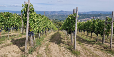 Vendo uvas Aglianico di Montemarano, procedentes de viñedos familiares