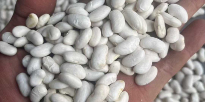 Se venden frijoles directamente de la granja en Kirguistán