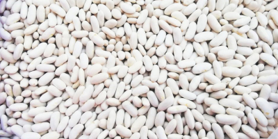 Se venden frijoles directamente de la granja en Kirguistán