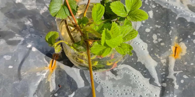 Hola, tengo plántulas de fresa para la venta.