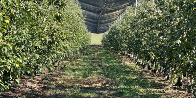 Se venden 50-60 toneladas de manzanas Granny Smith, clase