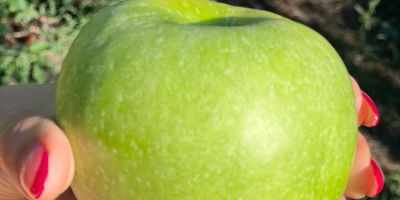 Se venden 50-60 toneladas de manzanas Granny Smith, clase