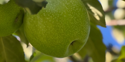 Se venden 50-60 toneladas de manzanas Granny Smith, clase