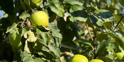 Se venden 50-60 toneladas de manzanas Granny Smith, clase